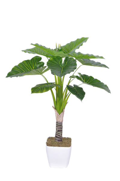 Silk Tree