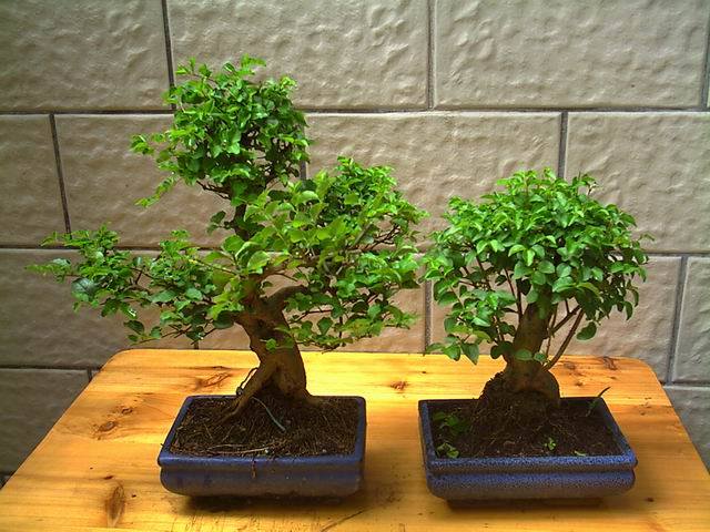 Potted Bonsai Tree: Ligustrum