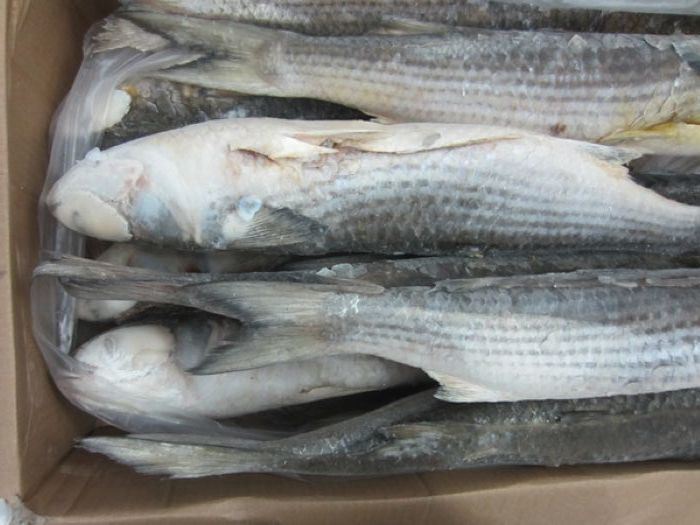 Gold Supplier of Seafood Grey Mullet or Red Mullet
