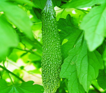 Bitter Melon Extract