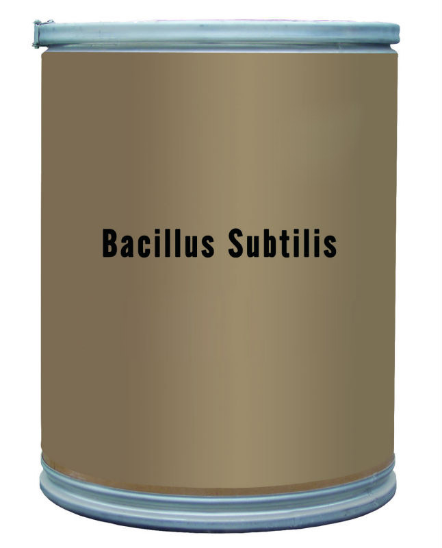 Bacillus Subtilis