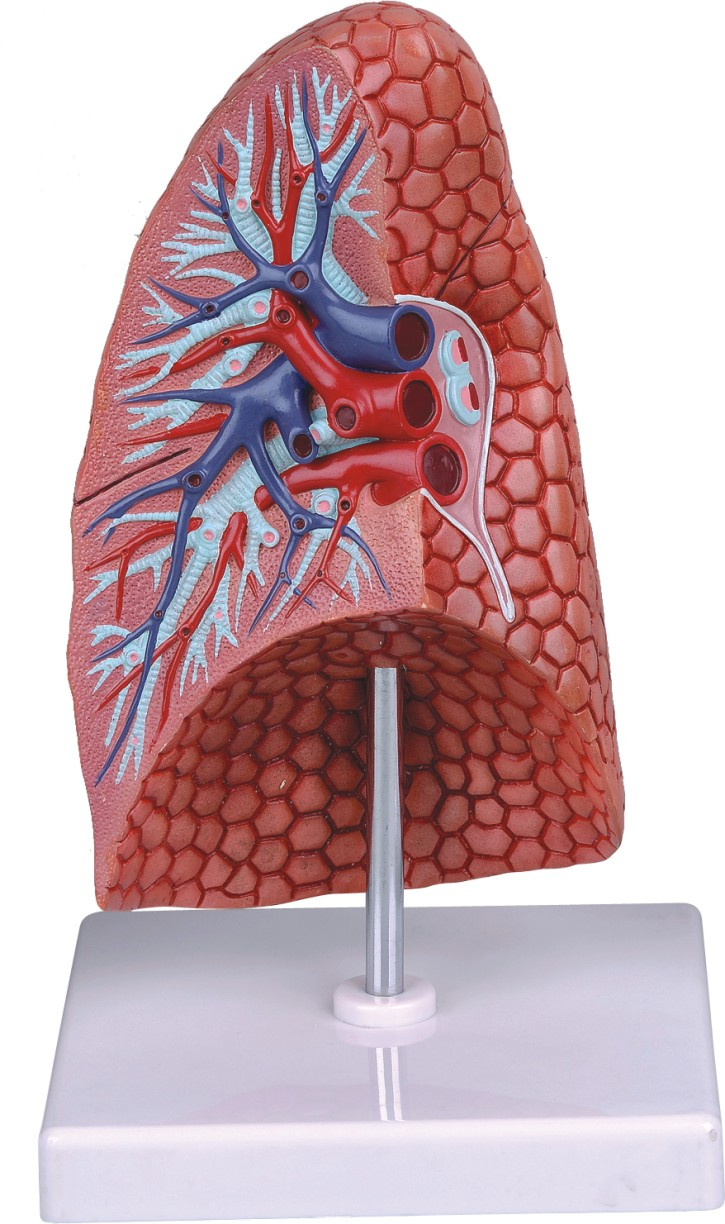 Half Lung-Mh07030