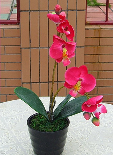 Artificial Moth Orchids