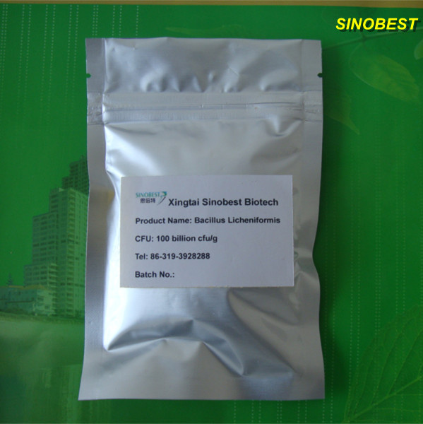 Feed Additive Bacillus Licheniformis Animal Feed Poultry Livestock Fish