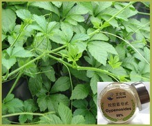 Hot Selling on Natural Gynostemma Pentaphyllum Extract / Gynostemma Pentaphyllum for Medical-Care