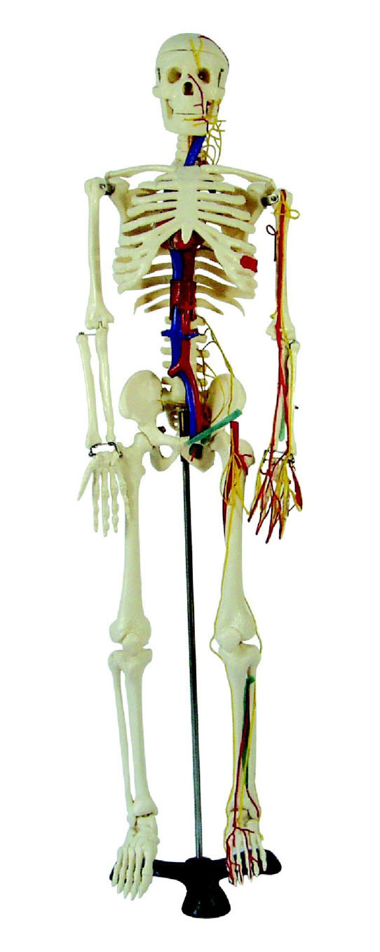 85cm Skeleton with Nerves and Blood Vessels (XC-102A)