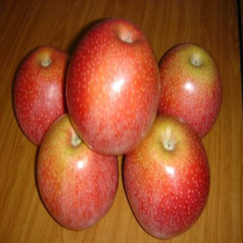 New Fresh Qinguan Apple Bulk Fresh Apples