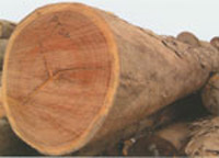 Timber
