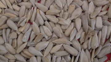 Sunflower Kernel