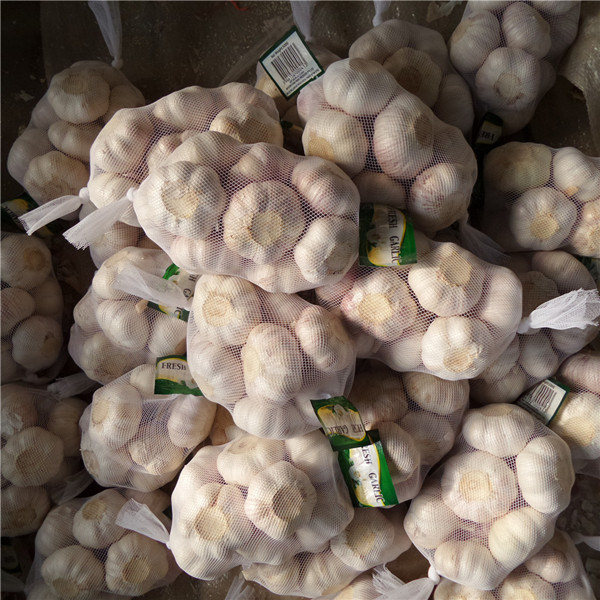 2015 Chinese Natural Green Garlic Harmless From Shandong Boren