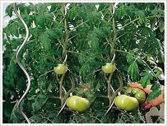 Tomato Support