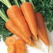 Quality Health Fresh Vegetable Carrot
