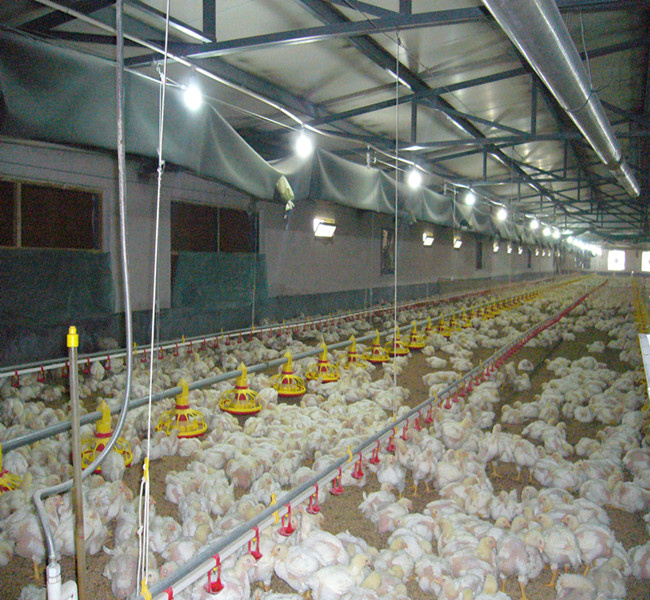 Poultry Automatic Feeding System