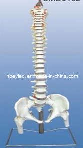 The Model of Occipital Spine, Pelvis, Head of Femur and Spinal Nerves (EYAM-24) 