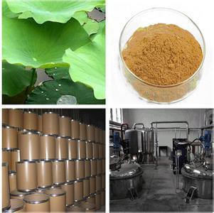 Herbal Extract Lotus Leaf Extract Nuciferine