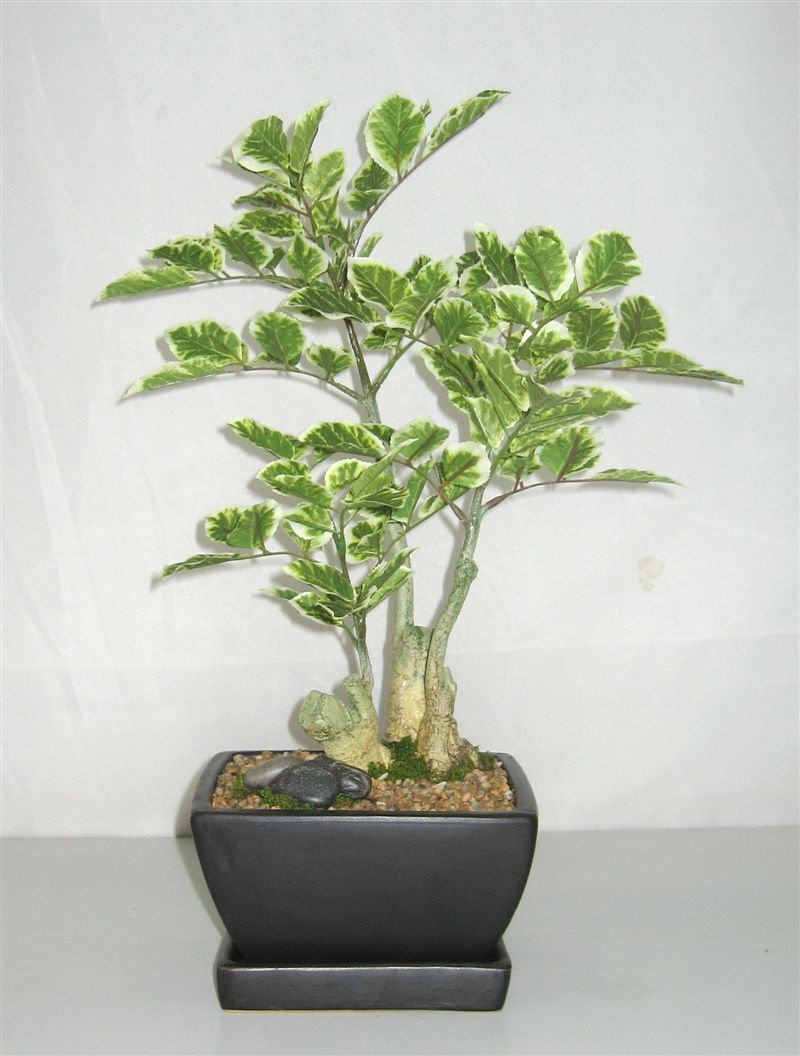 Ficus Bonsai