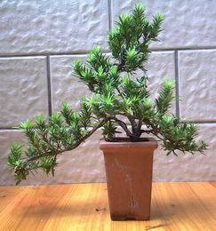 Podocarpus Bonsai (FF-LHS)