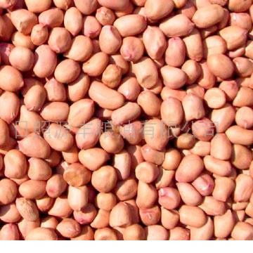 Chinese Peanut Kernels (Round Shape)