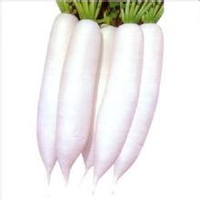 Healthy Export Refined Fresh White Radish