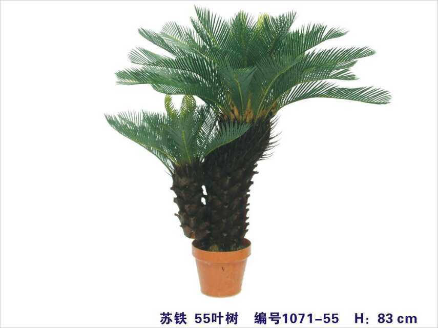 Artificial Plants of Cycas Gu-1071-55