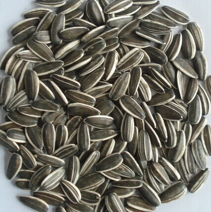 Sunflower Seeds 5009 Long Type