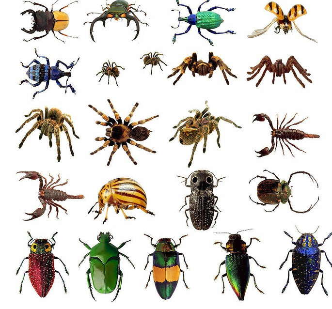 VV Simulation Insect -8