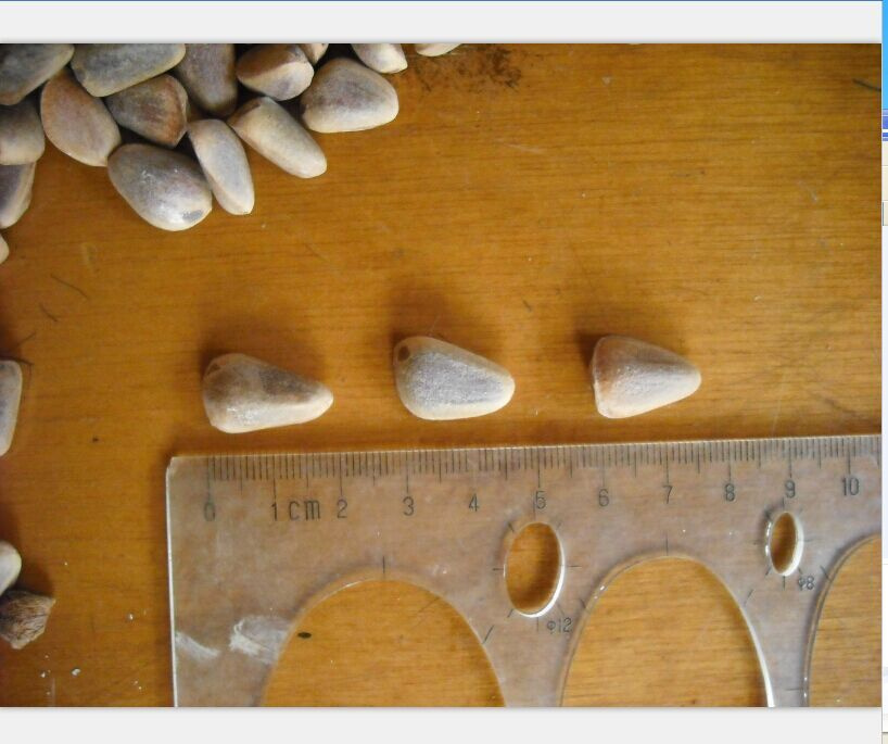 Pine Nut