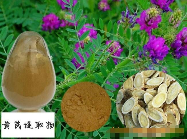 100% Natural Astragalus Root Extract Powder