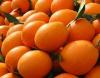 Navel Orange