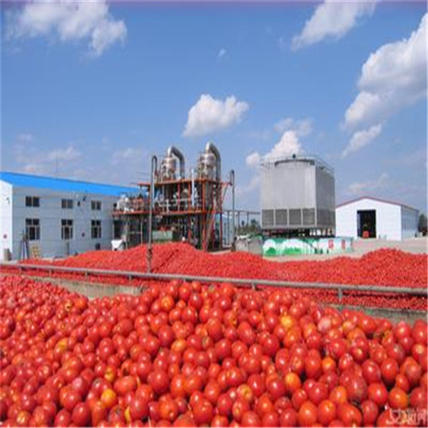 36-38 Factory Tomato Paste with Low Price