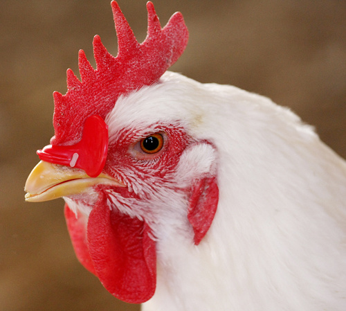 Nutricorn Chicken Feed Mcp Feed Additives