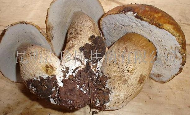 Boletus Edulis