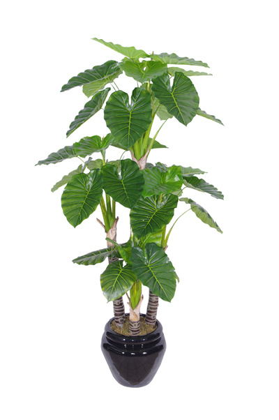 Artificial Plastic Tree