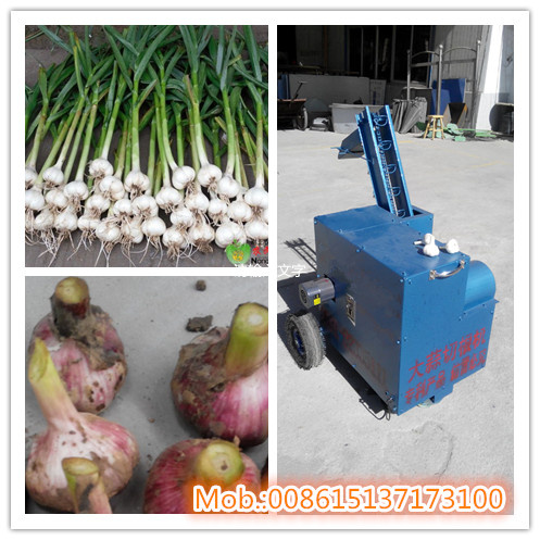 Garlic Processing: Garlic Roots, Excision, Stems Cutter