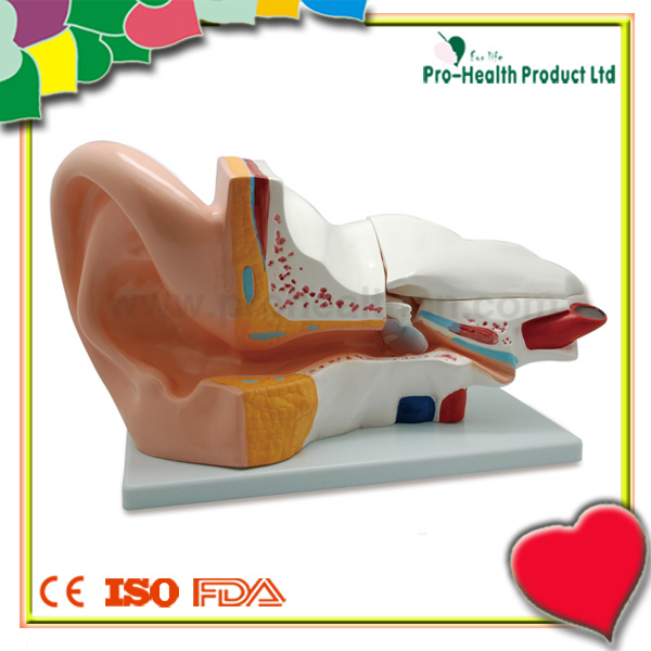 Medical Educational 3D Human Ear Model