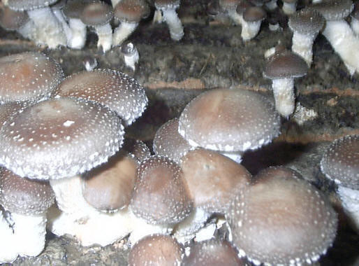 Mushroom