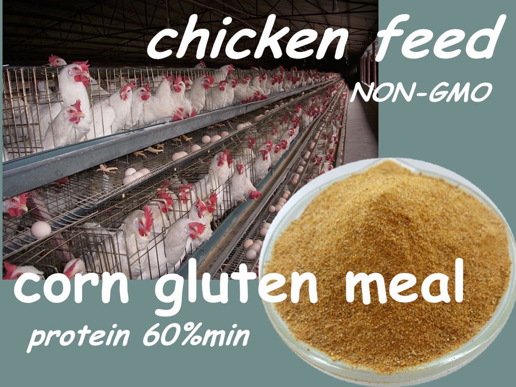 Corn Gluten for Chicken Feed Protein 60%Min