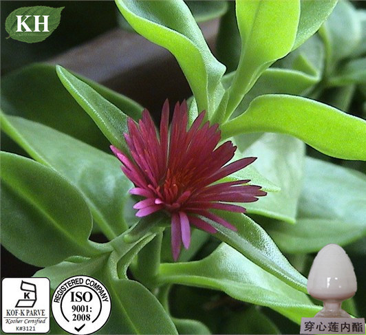 High Quality Andrographis Paniculata Extract Andrographolide for Influenza