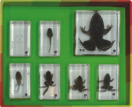 Frog Development-M11014