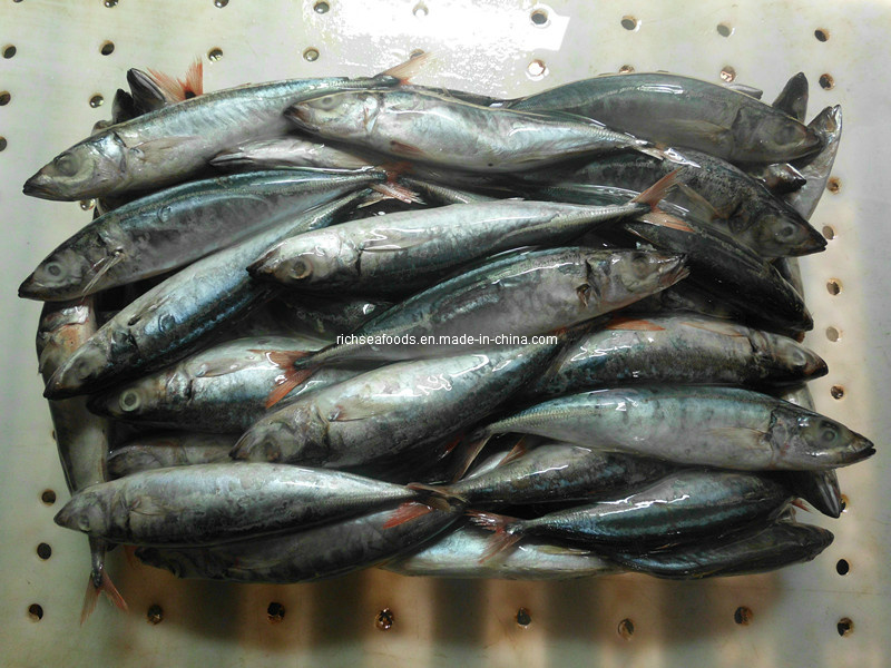 Round Scad