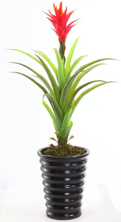 0029 New Products Design Export Tree ---SGS Products