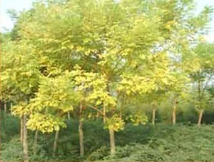 Sophora Japonica CV Golden Branches (Grafted)