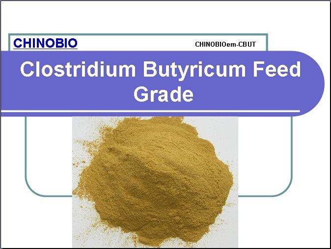 Clostridium Butyricum Feed Grade for Feed Additives