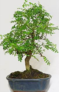 Zanthoxylum