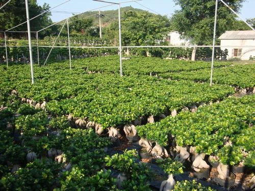 Ficus Microcarpa
