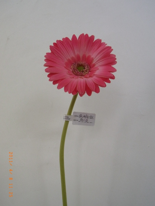 Artificial Gerbera Stem