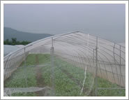 Anti Insect Netting (502515)