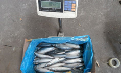 Pacifica Mackerel