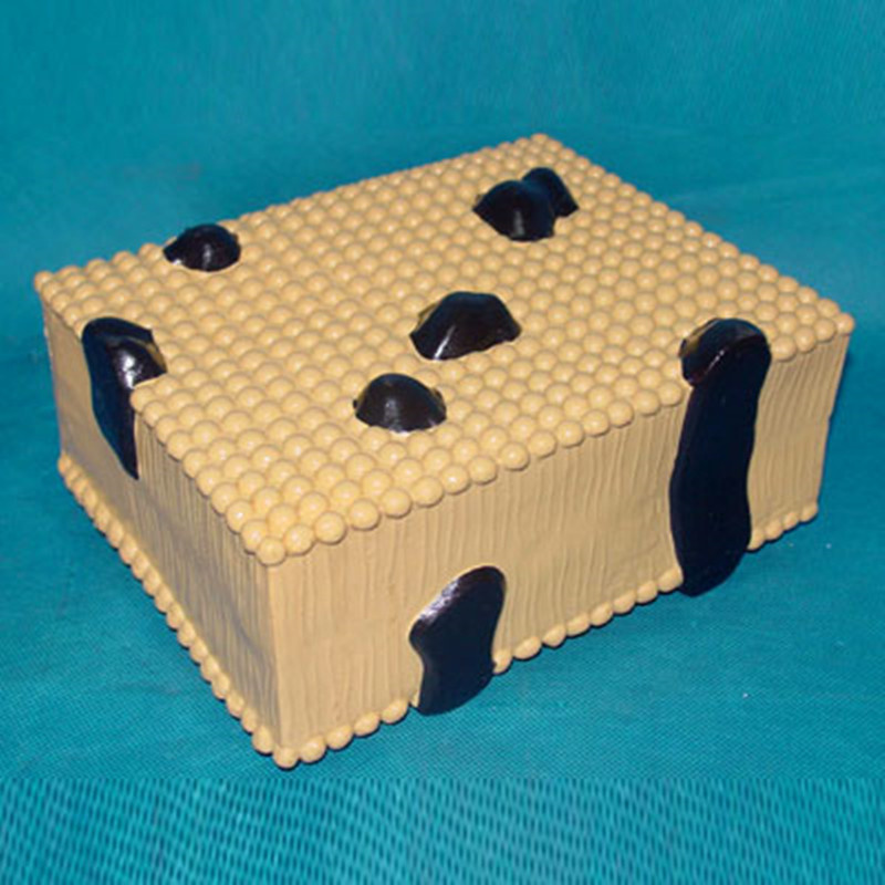 Biology Teaching Cell Microstructure Model (R180120)