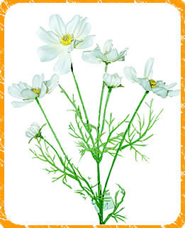 Coreopsis